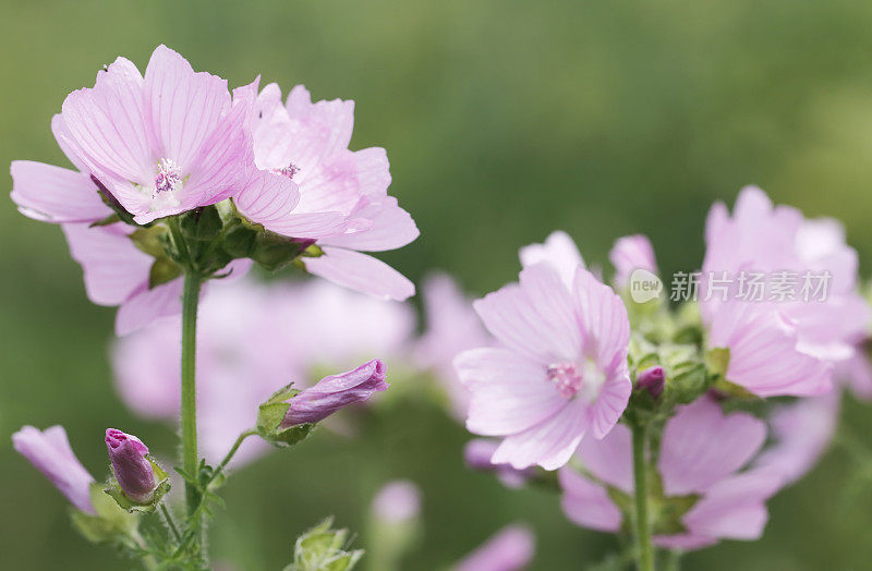 锦葵(Malva moschata)